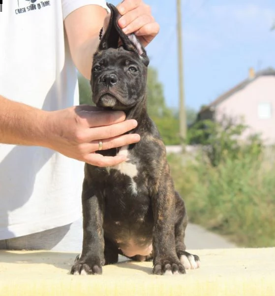 cane corso cuccioli in vendita | Foto 4