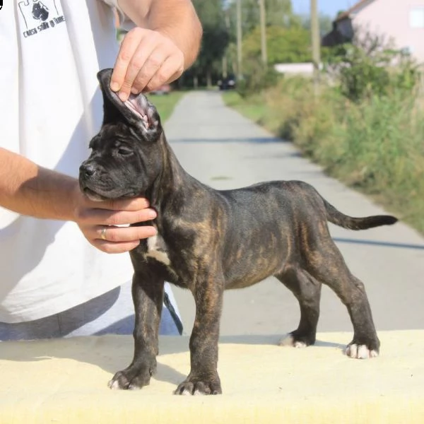 cane corso cuccioli in vendita | Foto 3