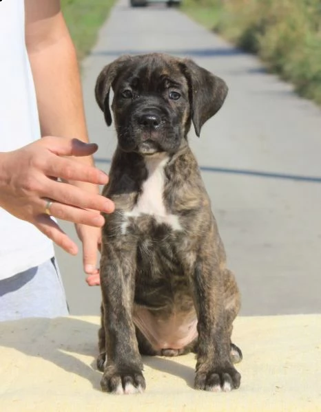cane corso cuccioli in vendita