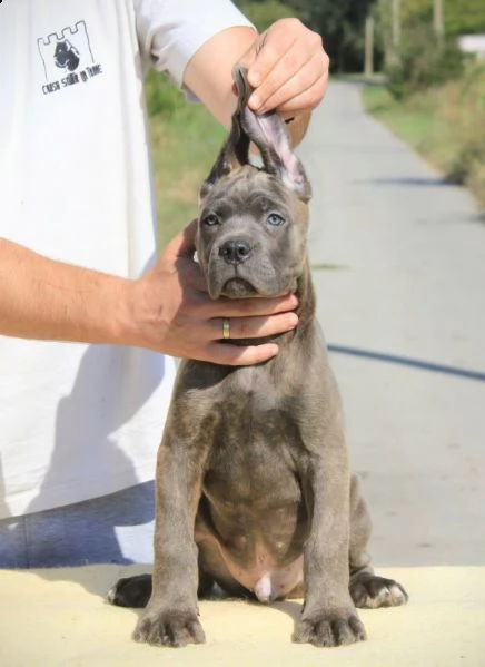 cane corso cuccioli in vendita | Foto 2