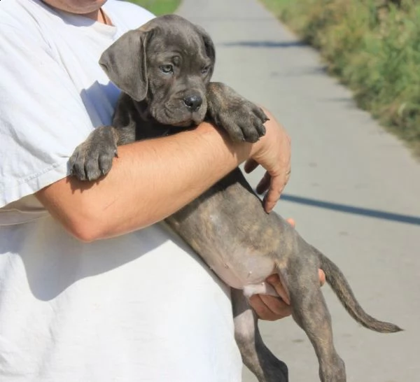 cane corso cuccioli in vendita | Foto 1