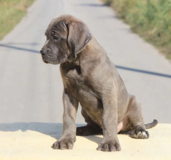 cane corso cuccioli in vendita | Foto 0