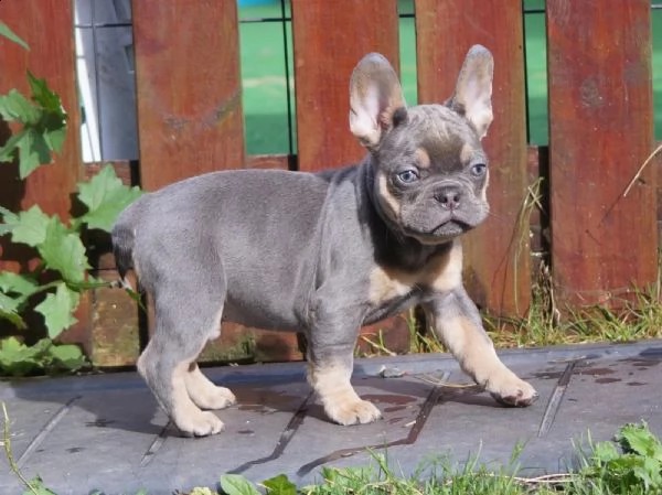 bouledogue francesi di alta genealogia | Foto 2