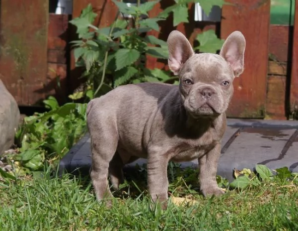 bouledogue francesi di alta genealogia | Foto 0
