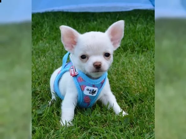 fantastici cuccioli di chihuahua ora disponibili | Foto 2