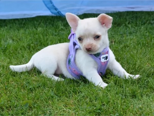 fantastici cuccioli di chihuahua ora disponibili | Foto 1