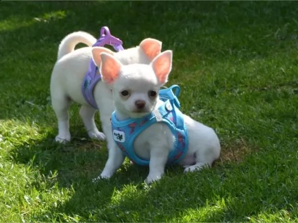 fantastici cuccioli di chihuahua ora disponibili | Foto 0