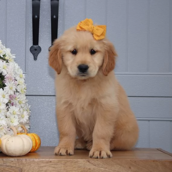 golden retriever cuccioli per l'adozione bellissima cucciolata cerca nuova famiglia, 4 maschi e 3 fe