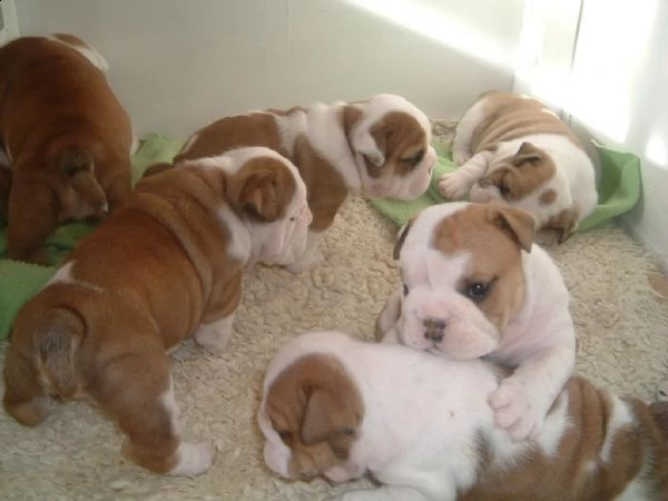 regalo cuccioli di bulldog inglese femminucce e maschietti 