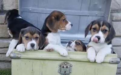 regalo cuccioli di beagle femminucce e maschietti 
