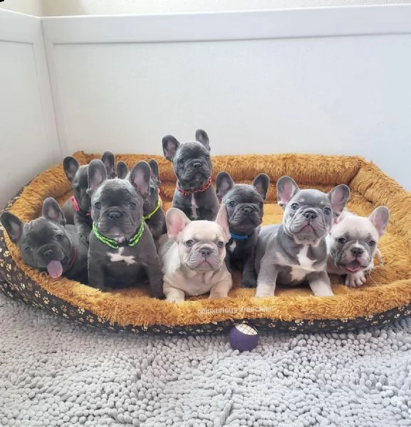 regalo bouledogue francese disponibili..