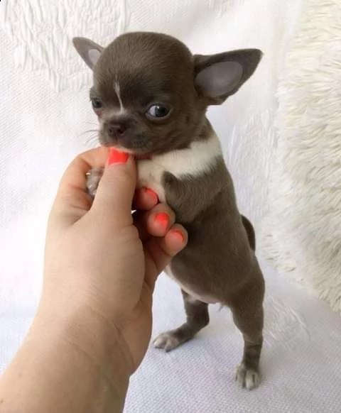 regalo chichuahua cuccioli maschi e femmine 