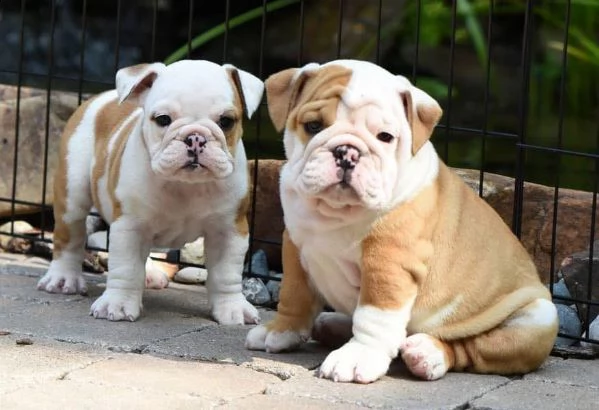 regalo disponibili cuccioli di bouledogue inglese.