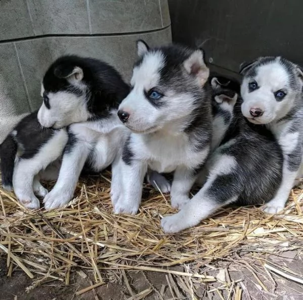 regalo cucciolo cuccioli di siberian husky