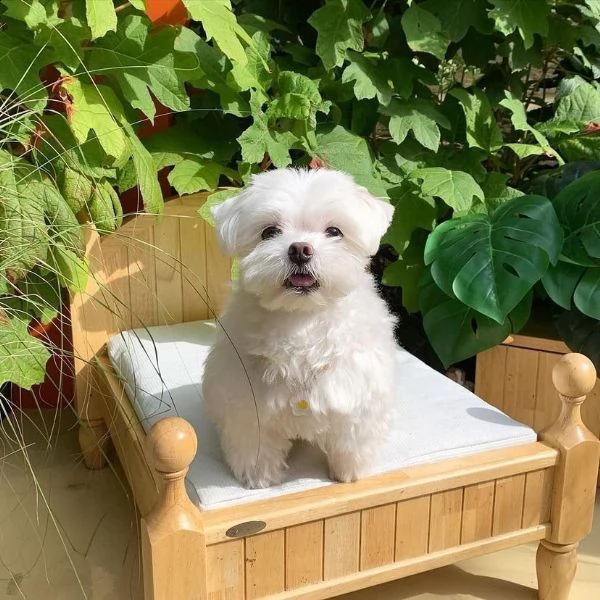 regalo maltese toy cuccioli disponibile per l'adozione