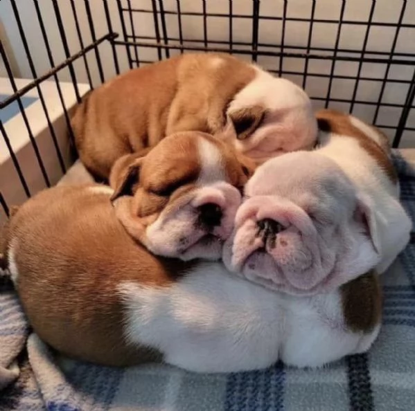 cucciolo di bulldog inglese