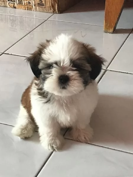 vendita cuccioli shih tzu