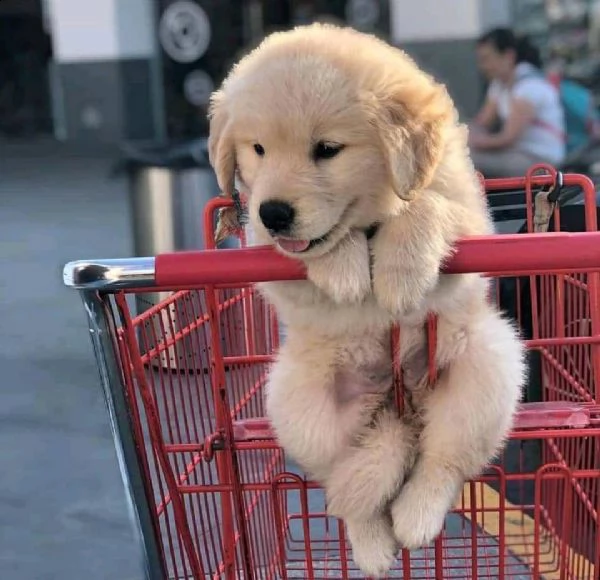 vendita cuccioli di golden retriever