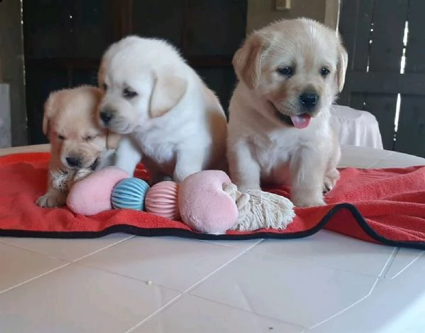 regalo cuccioli di labrador whatsapp ( 0039 353 317 4023 ) | Foto 1