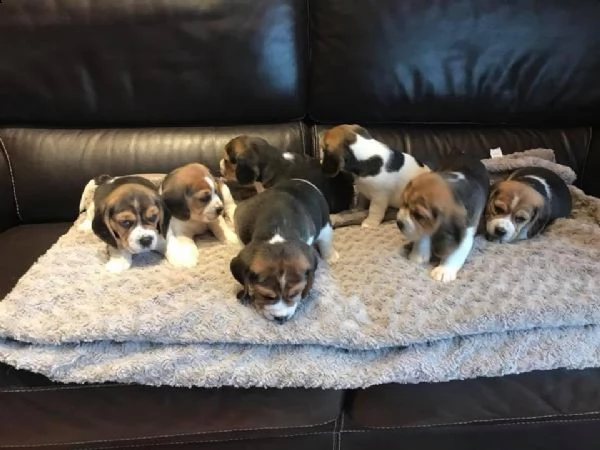 regalo cuccioli beagle whatsapp (0039 353 317 4023 )