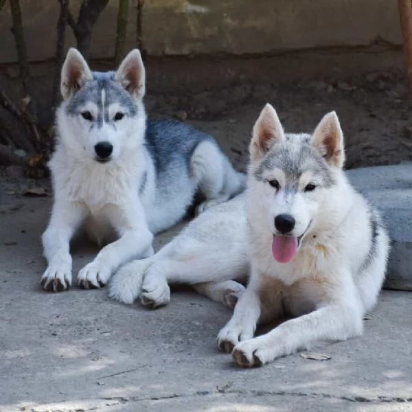 husky siberiano cuccioli | Foto 6