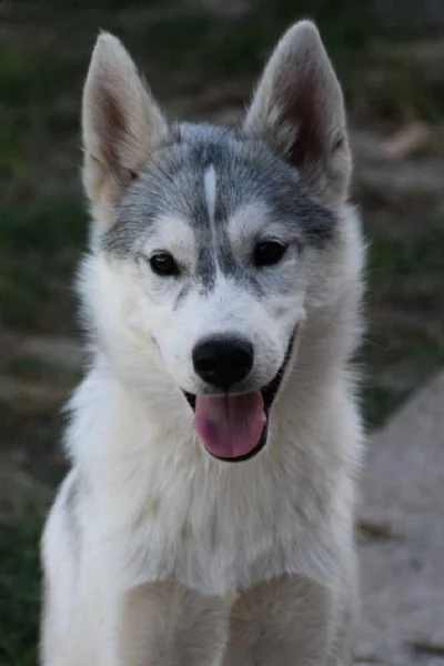 husky siberiano cuccioli | Foto 5