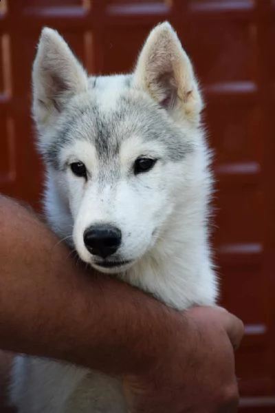 husky siberiano cuccioli | Foto 1