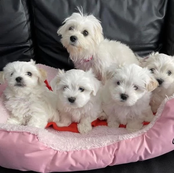awesome t-cup maltese puppies available | Foto 0