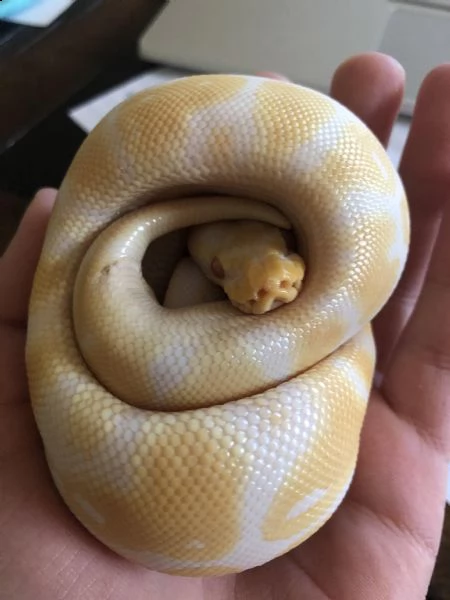 pitone albino molto giocoso | Foto 0