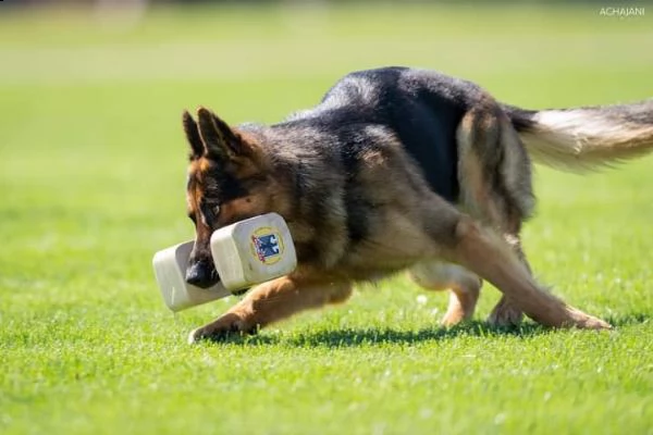 pastore tedesco pronto | Foto 1