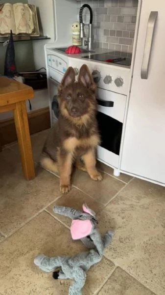 pastore tedesco pronto | Foto 0