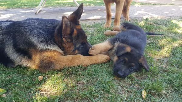 cuccioli di pastore tedesco addestrati | Foto 5