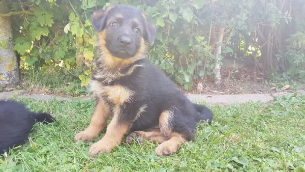 cuccioli di pastore tedesco addestrati | Foto 4