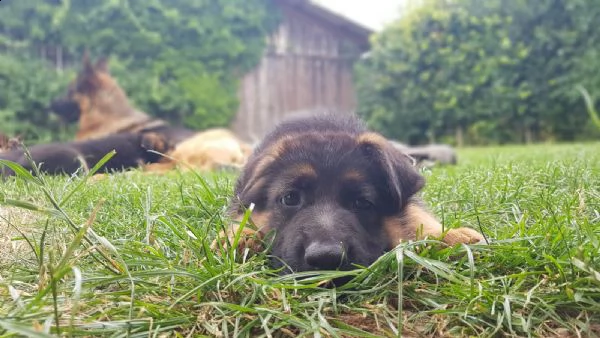 cuccioli di pastore tedesco addestrati | Foto 2
