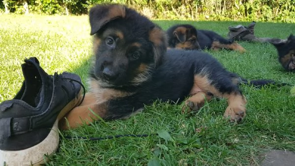cuccioli di pastore tedesco addestrati | Foto 1