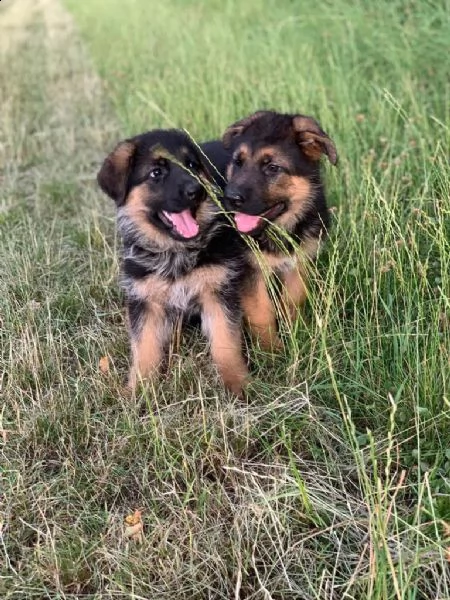 cuccioli di pastore tedesco addestrati