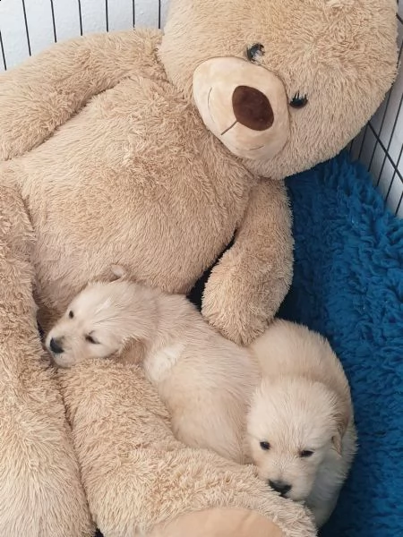 cuccioli di golden retriever | Foto 6