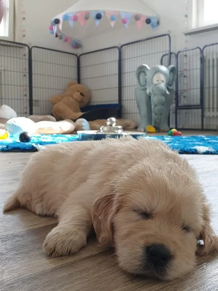 cuccioli di golden retriever | Foto 5