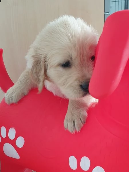 cuccioli di golden retriever | Foto 3