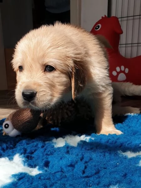 cuccioli di golden retriever | Foto 2