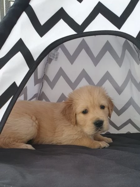 cuccioli di golden retriever