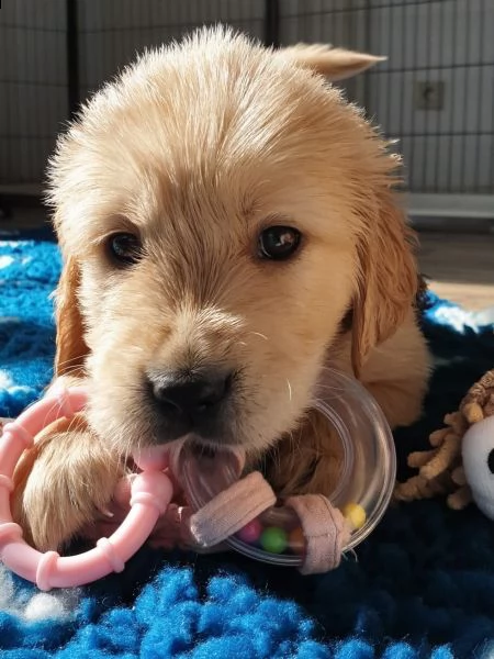cuccioli di golden retriever | Foto 1