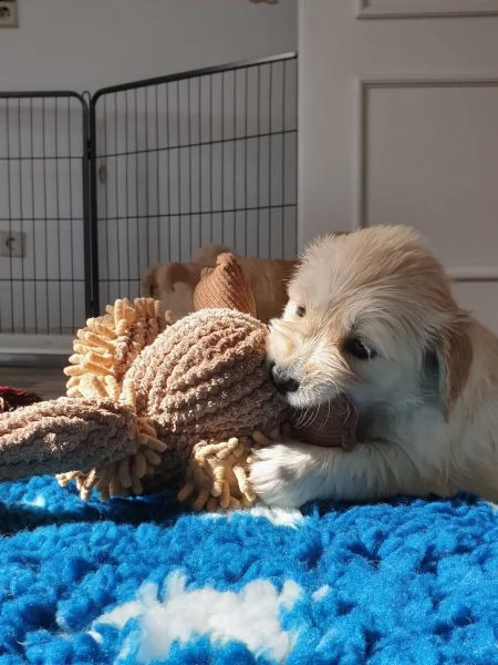 cuccioli di golden retriever | Foto 0