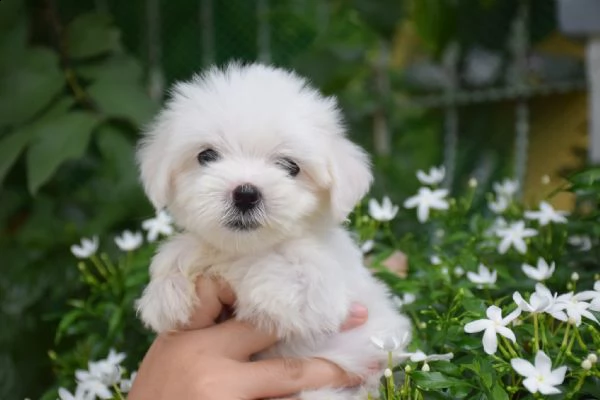 maltese toy razza pura