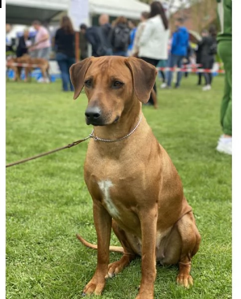 rhodesian ridgeback  | Foto 6