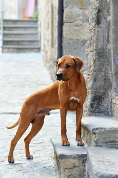 rhodesian ridgeback  | Foto 5