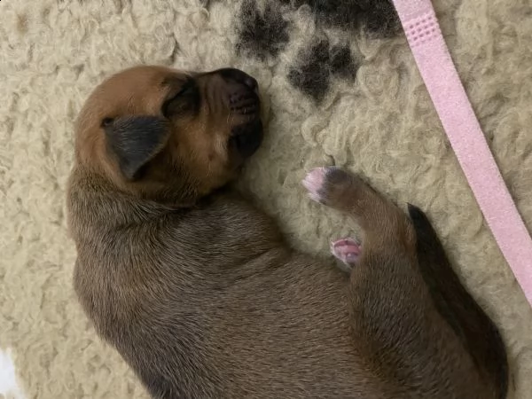 rhodesian ridgeback  | Foto 4