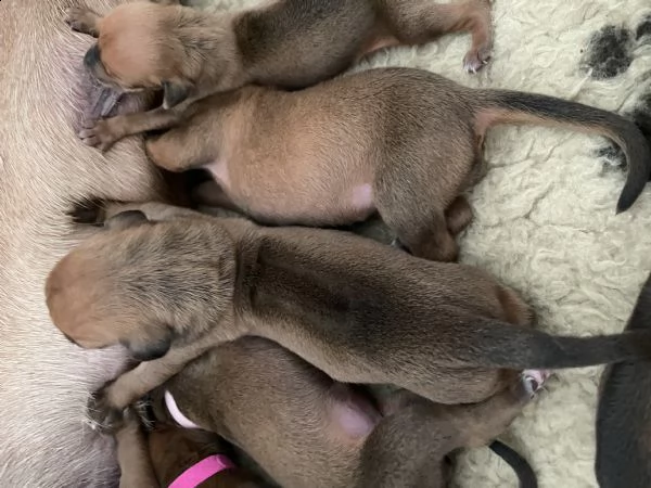 rhodesian ridgeback  | Foto 3