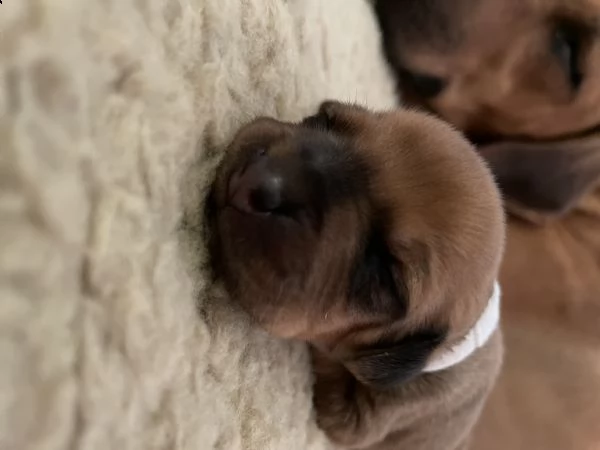 rhodesian ridgeback  | Foto 2