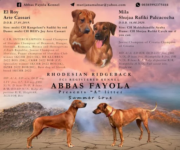 rhodesian ridgeback 